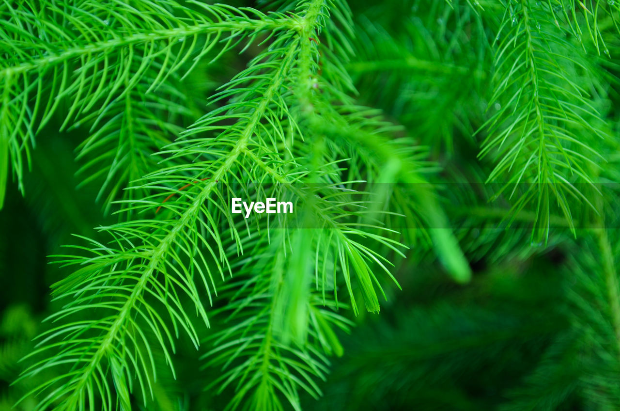 Full frame shot of green leaves