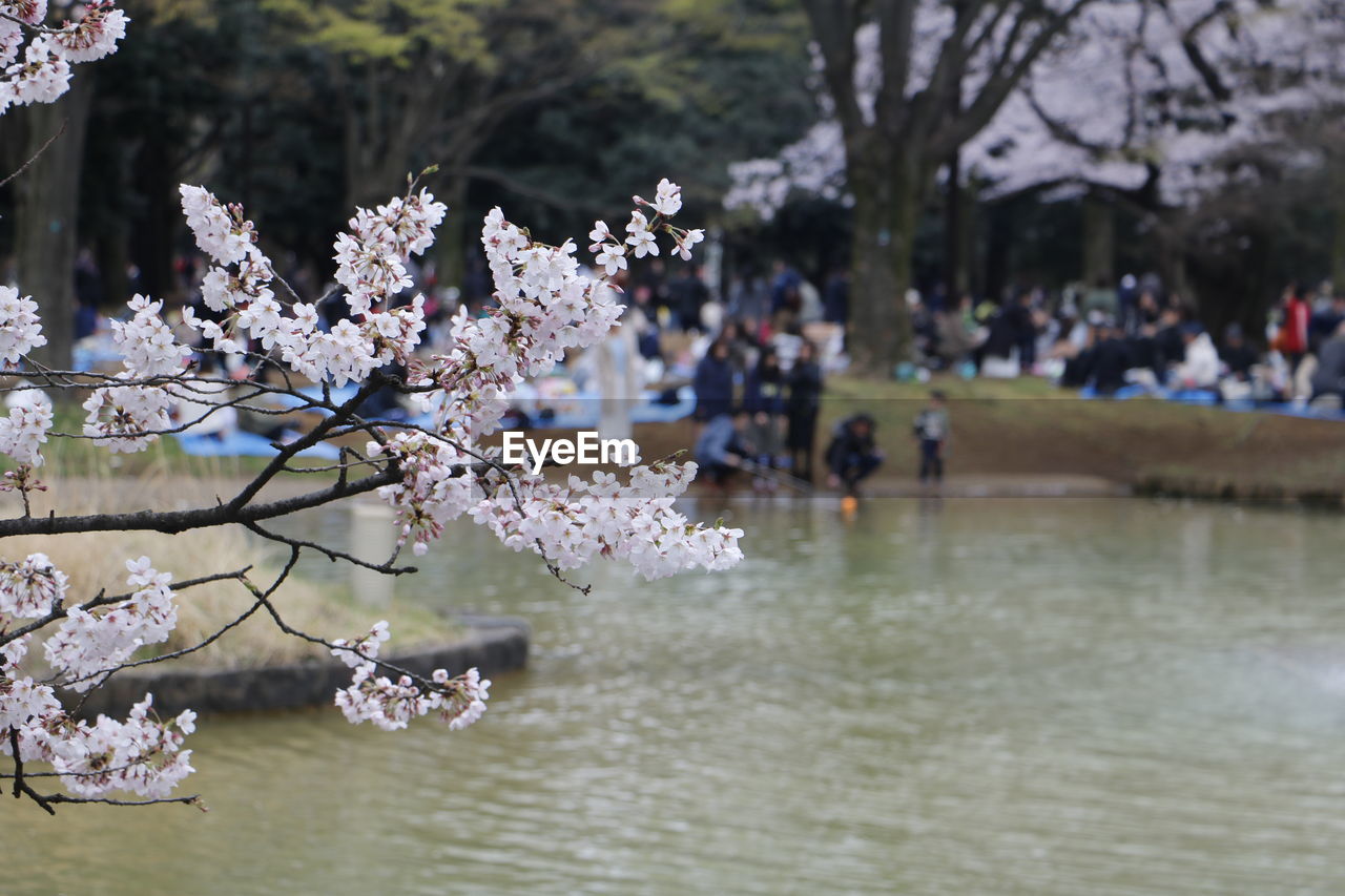 CHERRY BLOSSOM TREE