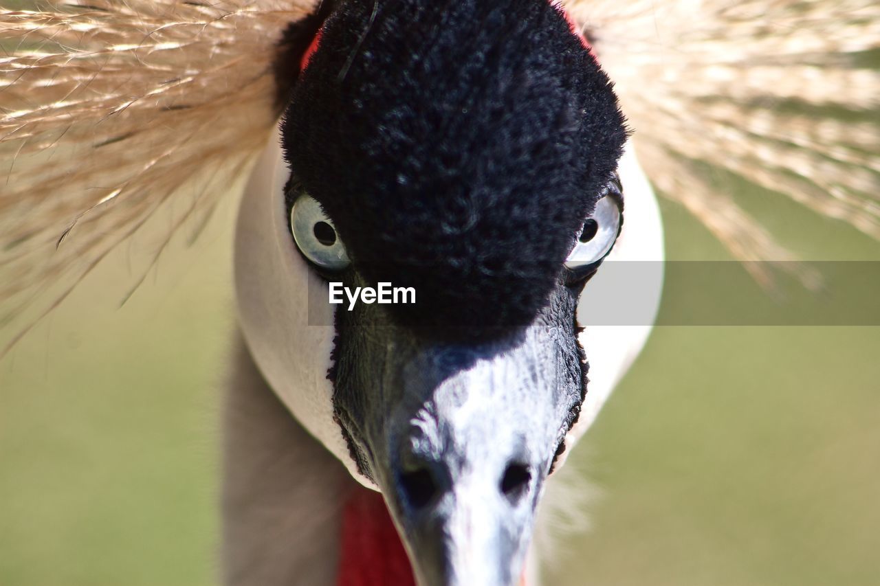 PORTRAIT OF BIRD