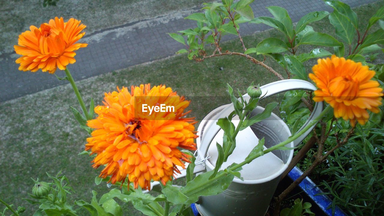 CLOSE-UP OF ORANGE MARIGOLD FLOWERS