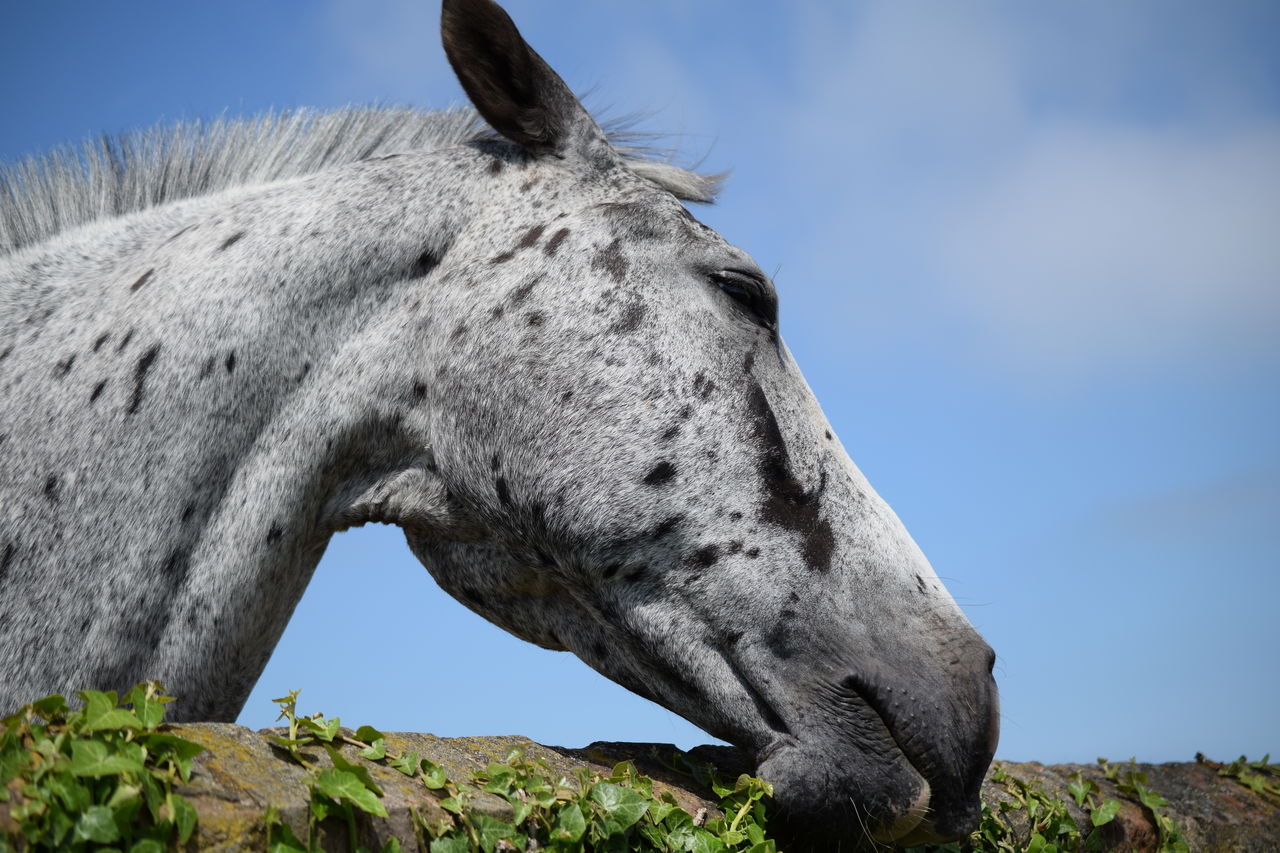 View of a horse