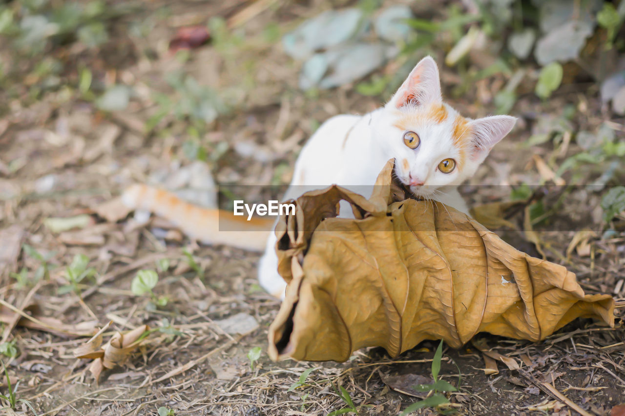 Close-up of cat playing outdoors