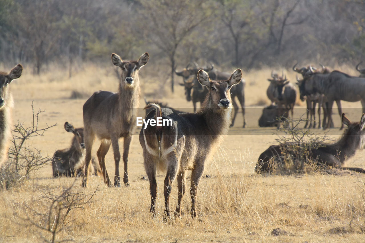 Waterbuck in south africa