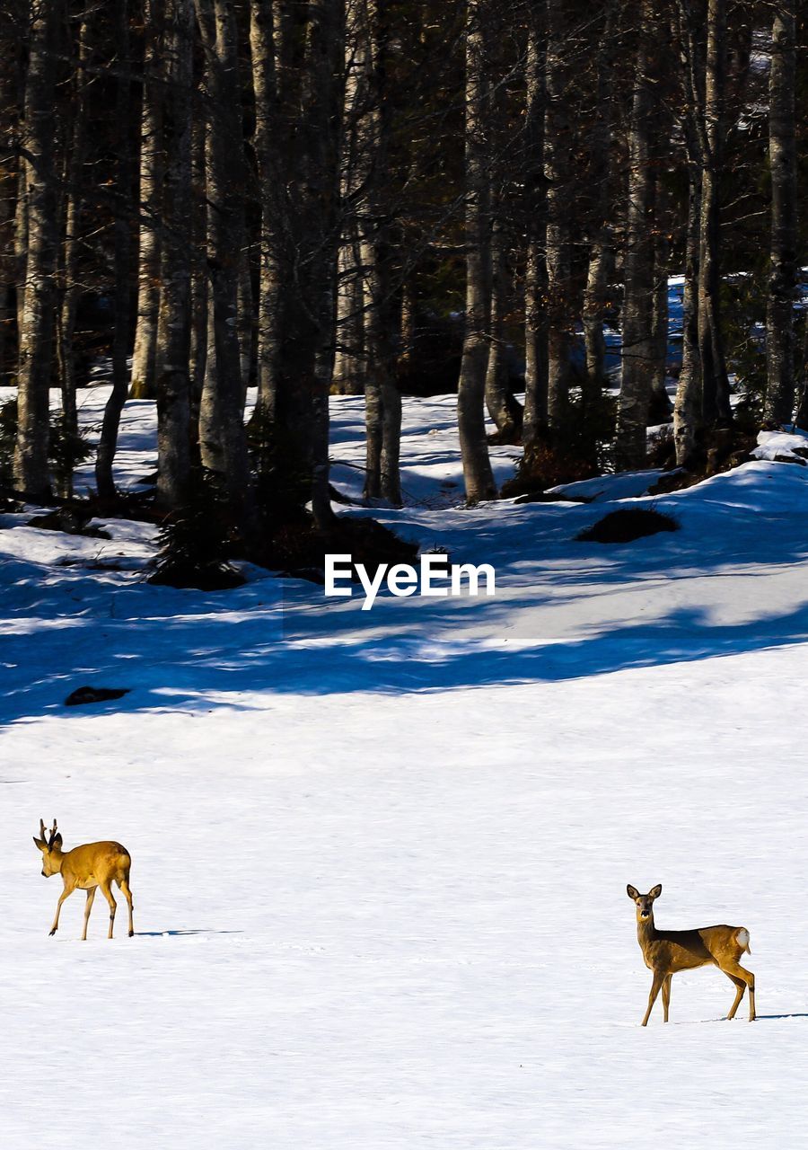 HERD OF A HORSE ON SNOW