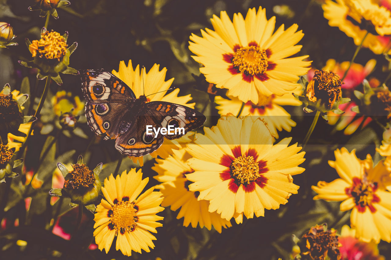 CLOSE-UP OF BUTTERFLY ON YELLOW FLOWERS