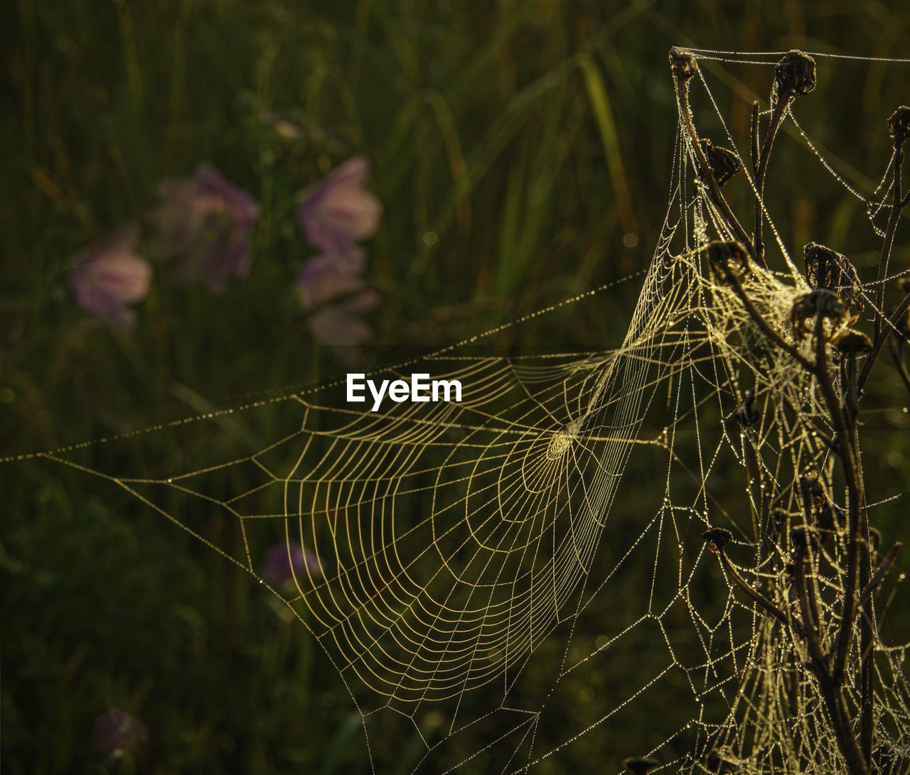 spider web, fragility, nature, plant, close-up, focus on foreground, animal, animal themes, no people, beauty in nature, macro photography, outdoors, animal wildlife, spider, complexity, pattern, day, water, trapped, wet, selective focus, one animal, intricacy, wildlife, tranquility, arachnid, land