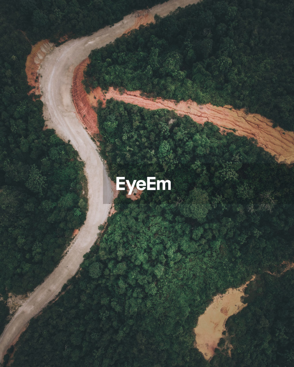 HIGH ANGLE VIEW OF TREES AND PLANTS