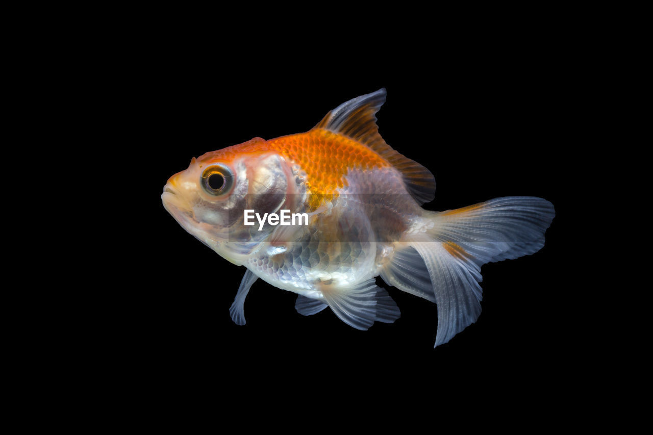 CLOSE-UP OF FISH SWIMMING UNDERWATER