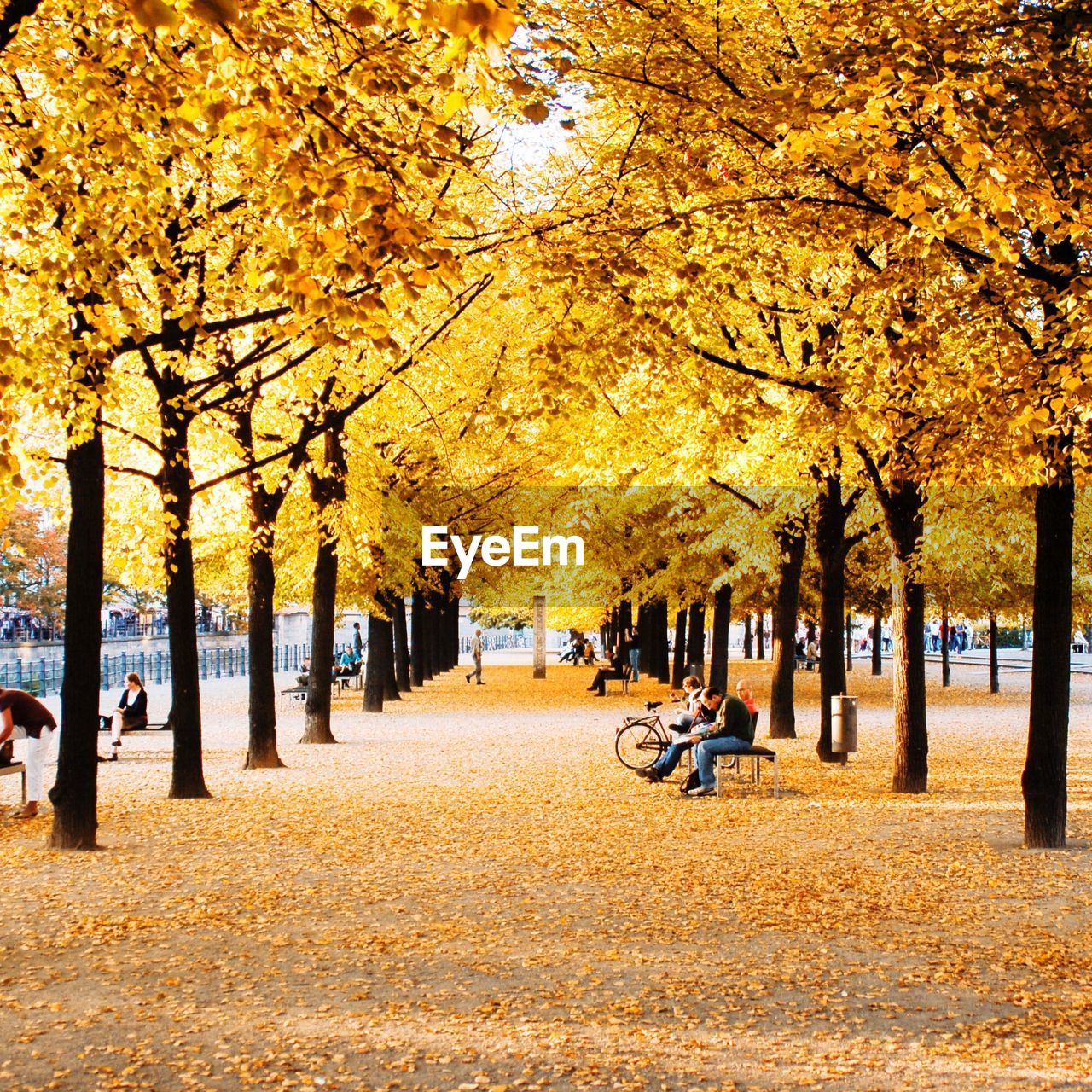 People sitting on bench in park amidst autumn trees