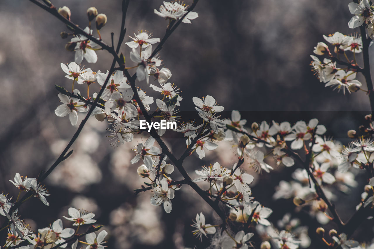 Close-up of cherry blossoms in spring