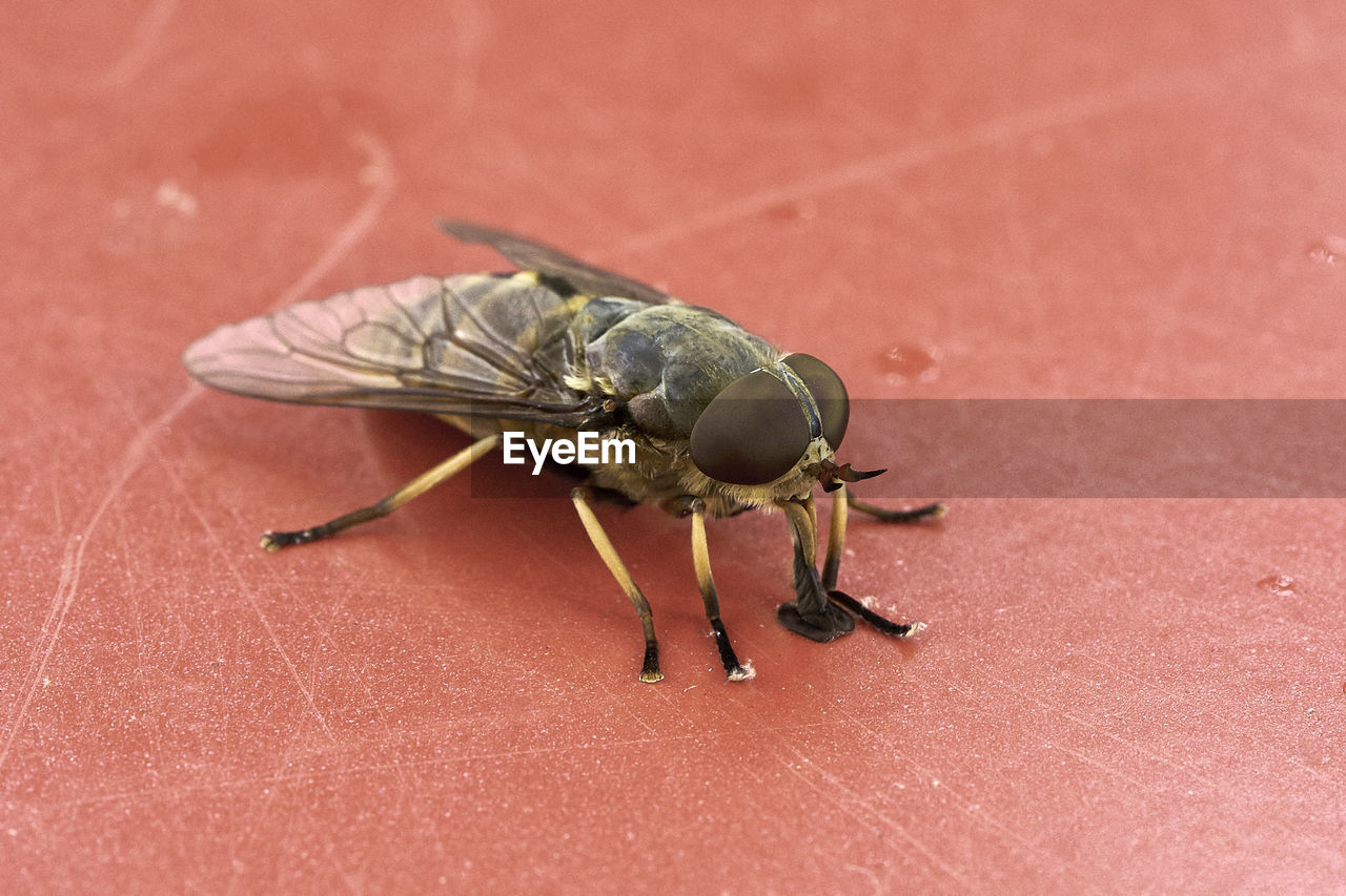 Close-up of horse fly