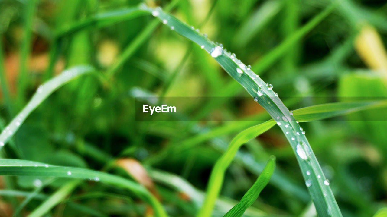 CLOSE-UP OF WATER DROPS ON LEAF