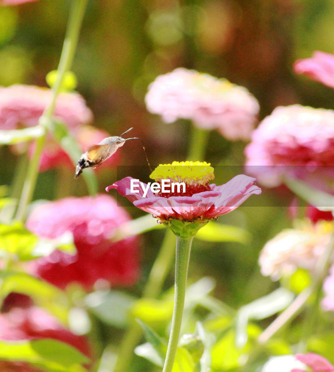 CLOSE-UP OF BEE ON PINK FLOWERS IN PARK