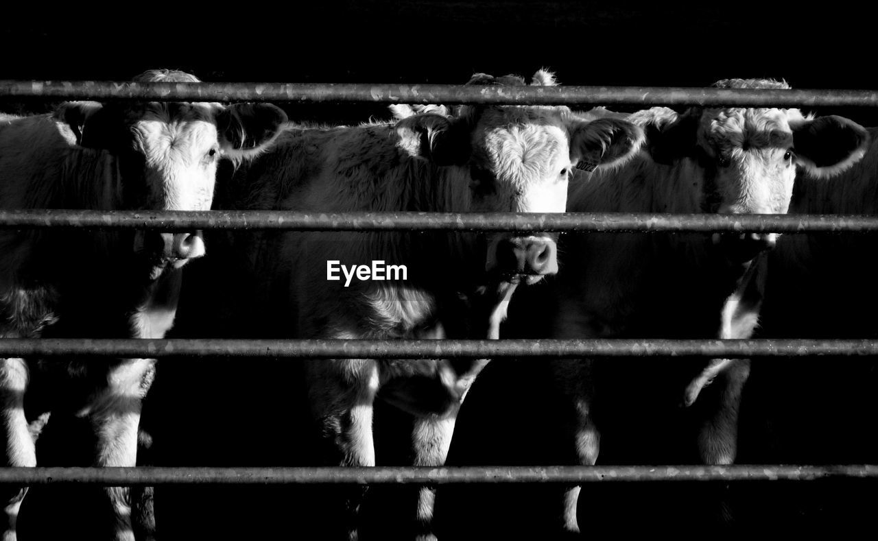 Cows standing in front of fence at pen