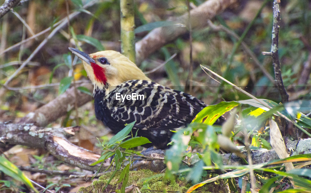 CLOSE-UP OF A BIRD PERCHING ON BRANCH