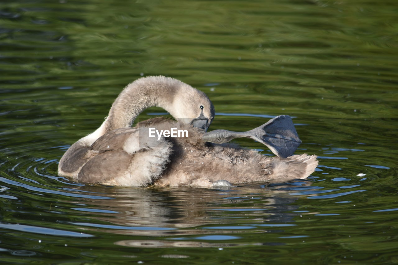 DUCK SWIMMING IN LAKE