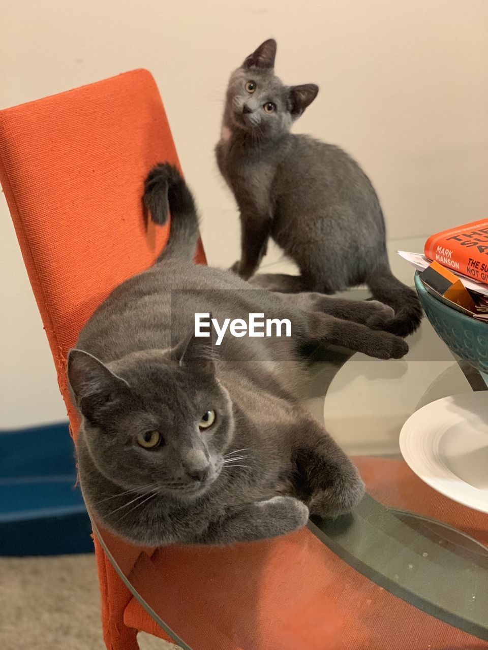 CLOSE-UP OF A CAT