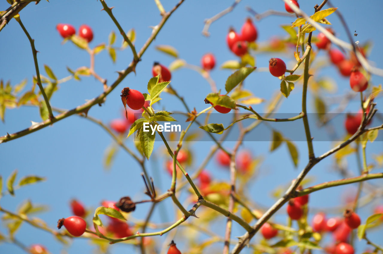 Low angle view of cherry blossoms on tree