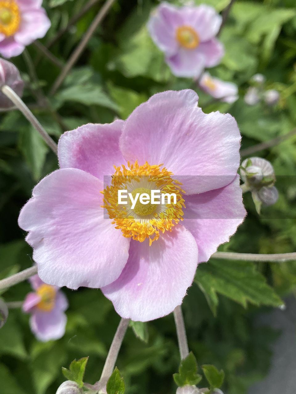 flower, flowering plant, plant, freshness, beauty in nature, petal, flower head, close-up, inflorescence, fragility, nature, growth, pink, pollen, no people, focus on foreground, blossom, springtime, outdoors, purple, plant part, leaf, botany, stamen, multi colored, selective focus