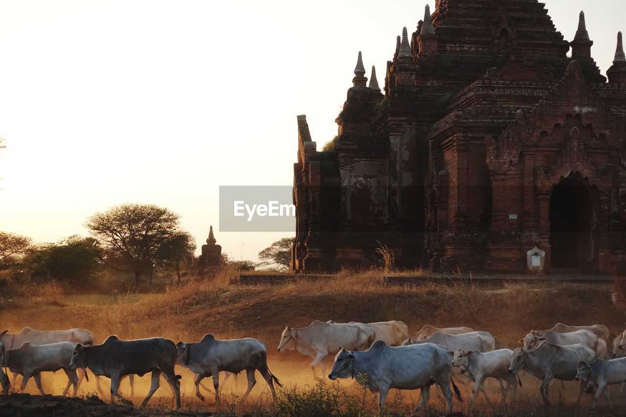 Ancient temple in bagan, myanmar, by sunset with a herd of cows passing by