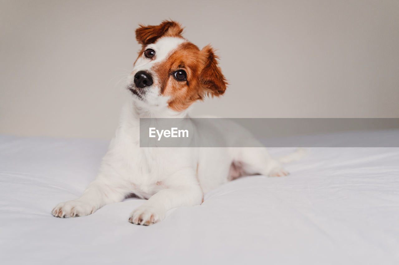 Portrait of dog sitting on bed