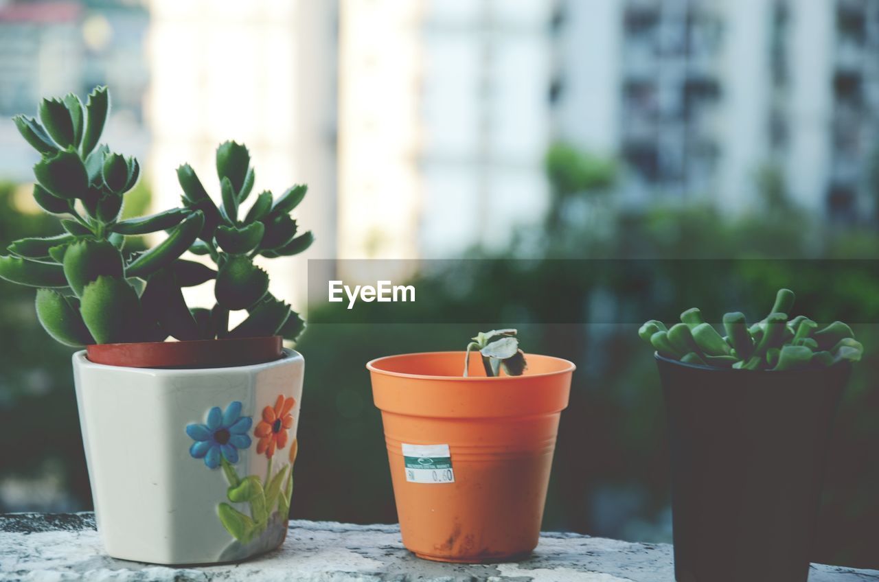 Close-up of potted plants on retaining wall