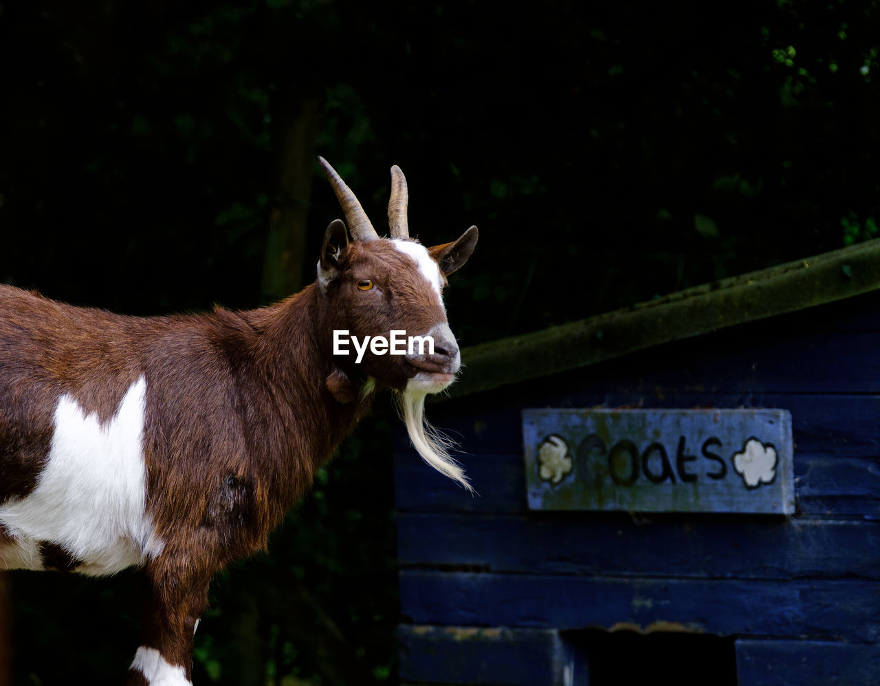 Portrait of goat standing against shed