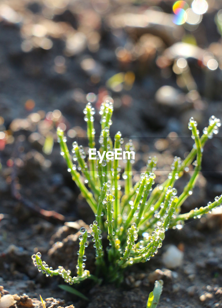 Close-up of fresh green plant