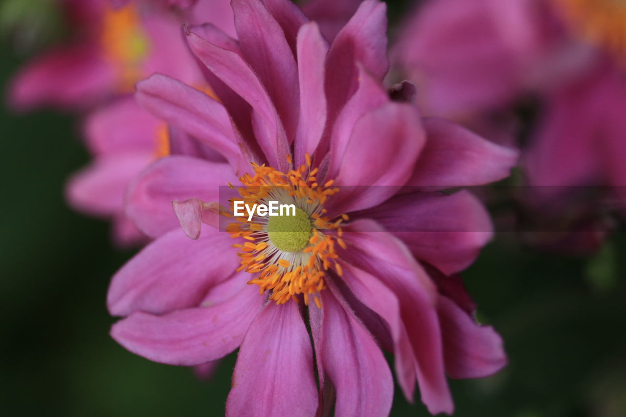 flower, flowering plant, plant, beauty in nature, freshness, close-up, petal, flower head, fragility, pink, macro photography, inflorescence, nature, growth, garden cosmos, pollen, focus on foreground, magenta, no people, purple, blossom, outdoors, botany, selective focus