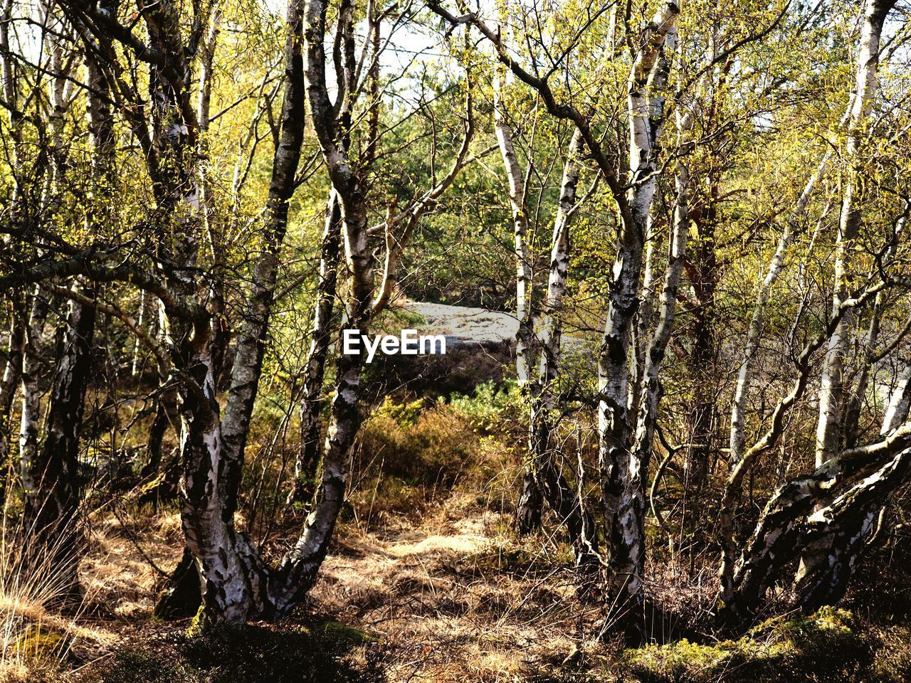 SCENIC VIEW OF TREES IN FOREST