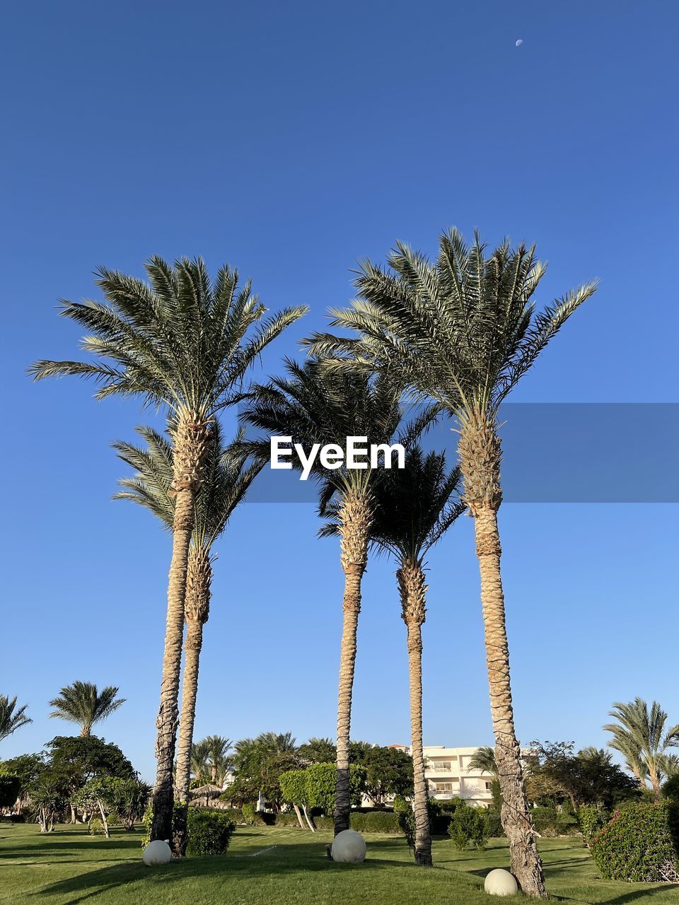 LOW ANGLE VIEW OF PALM TREES AGAINST CLEAR SKY