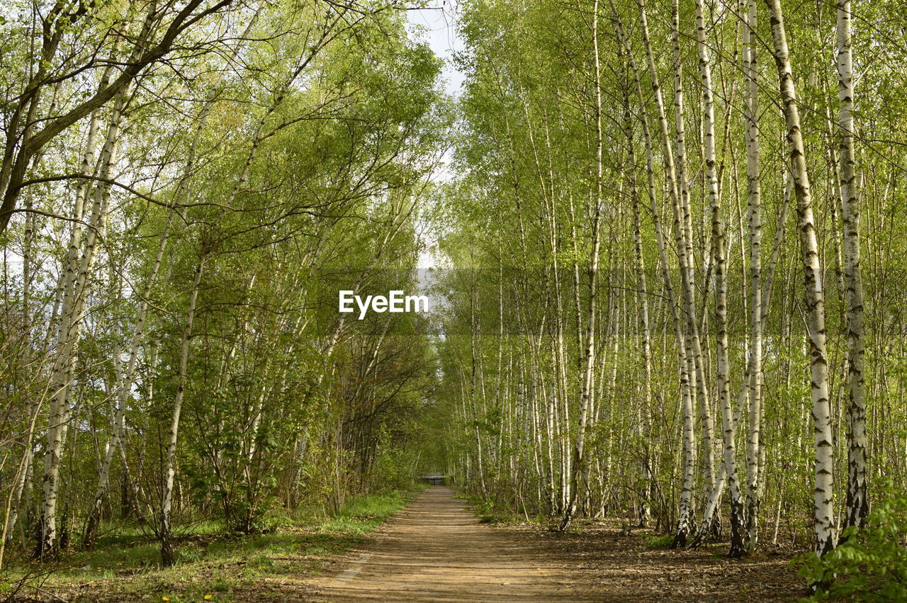 View of trees in forest