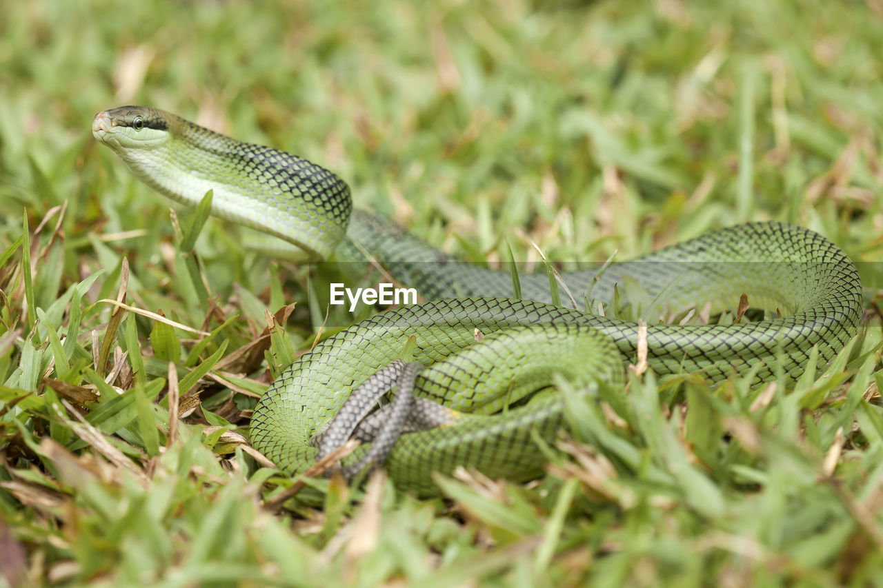 CLOSE-UP OF SNAKE ON LAND