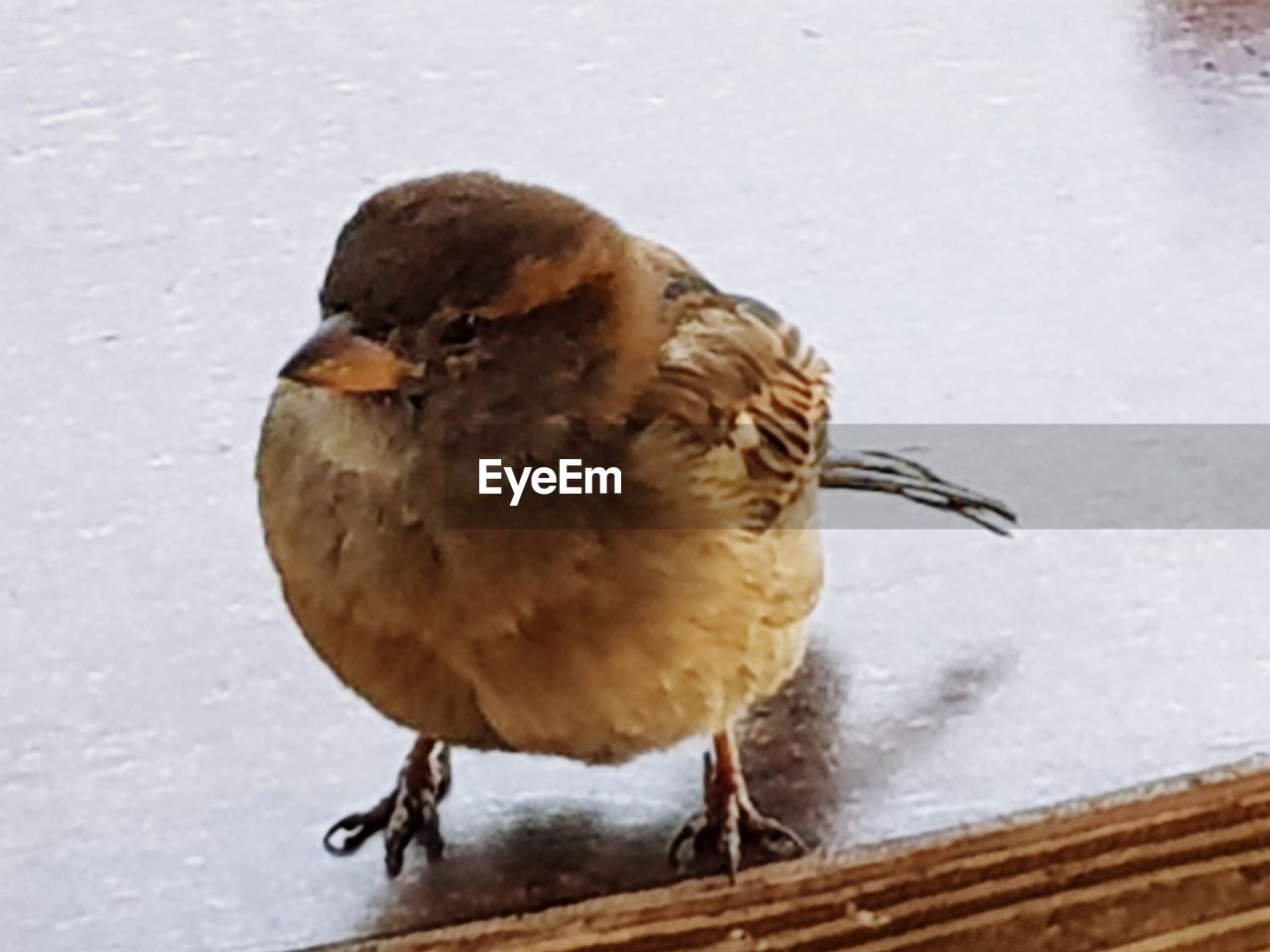 CLOSE-UP OF PIGEONS PERCHING ON SNOW