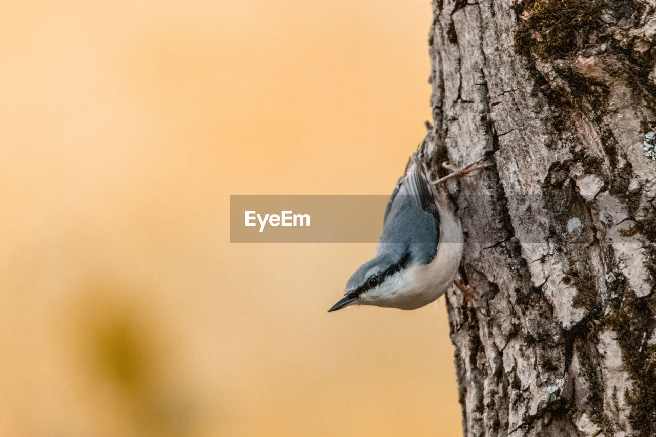 Nuthatch perching on a tree