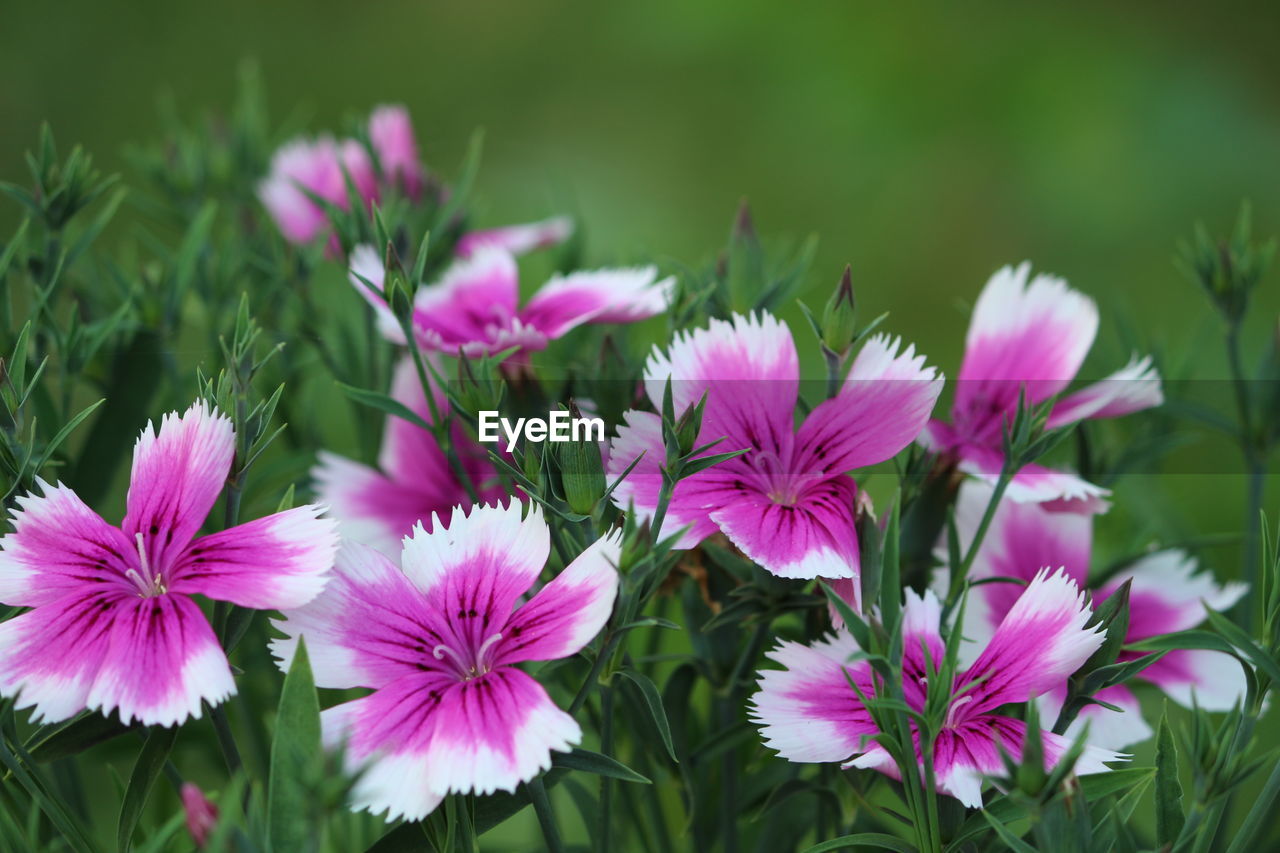 Close-up of pink flowers blooming outdoors