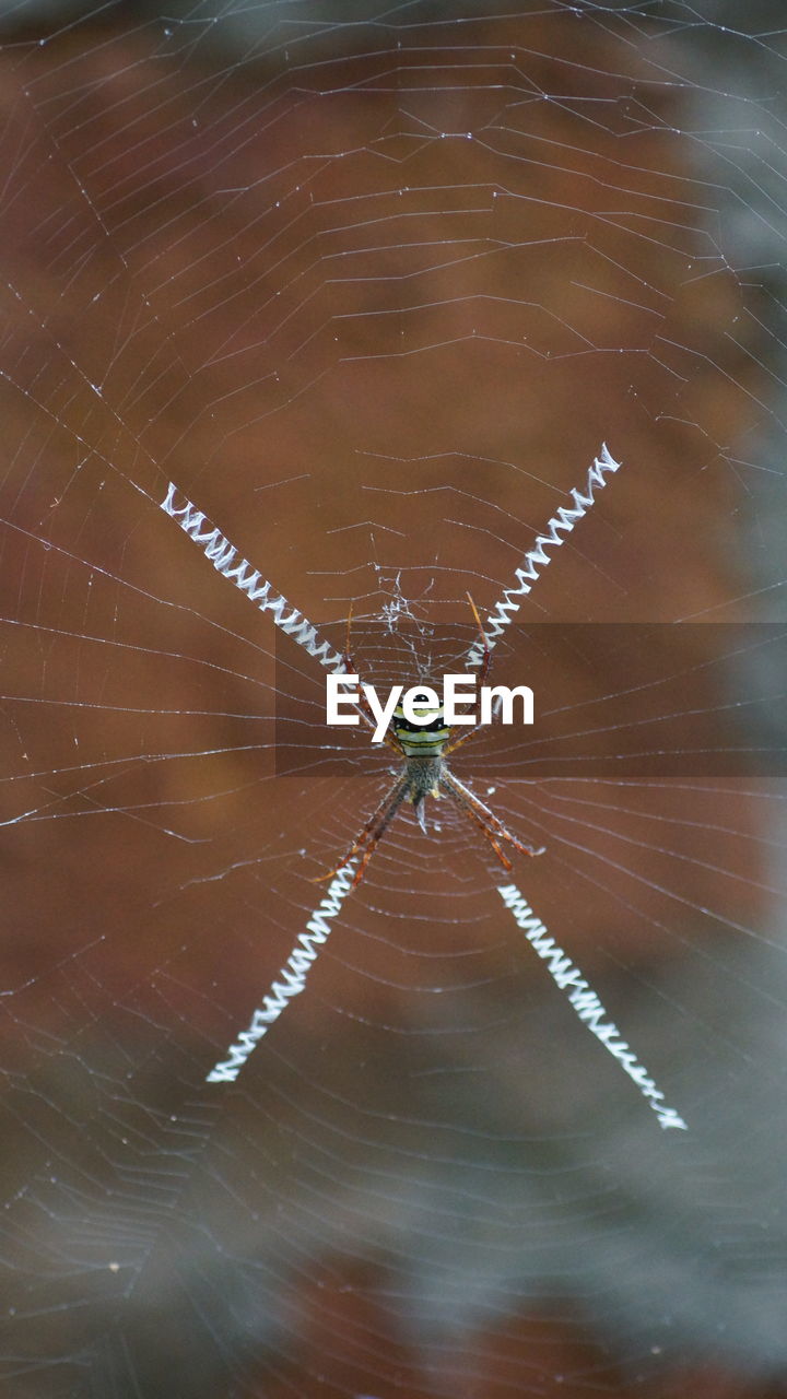 spider web, spider, no people, one animal, web, close-up, animal themes, animals in the wild, indoors, nature, day