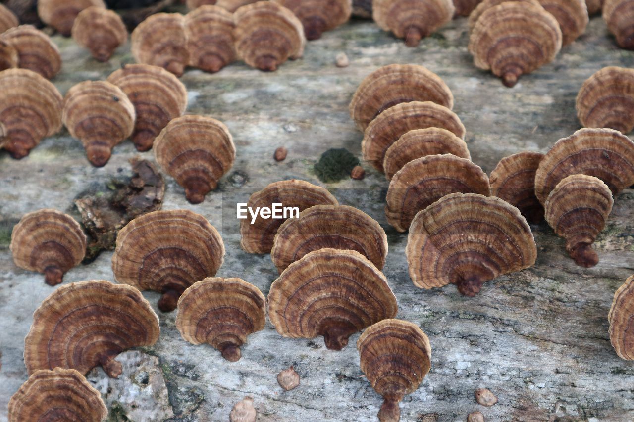 food, no people, large group of objects, wood, full frame, nature, brown, edible mushroom, abundance, backgrounds, day, food and drink, mushroom, pattern, close-up, outdoors