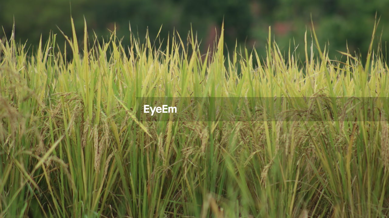 CLOSE-UP OF STALKS IN FIELD AGAINST SUNLIGHT