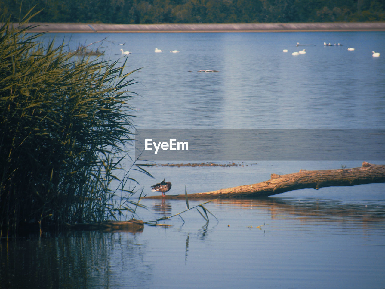 DUCKS IN LAKE