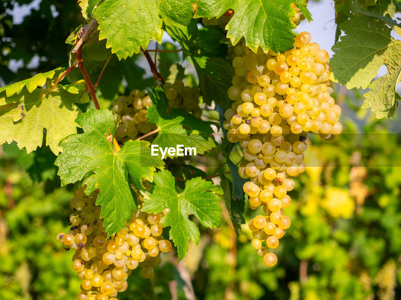 close-up of grapes growing on tree