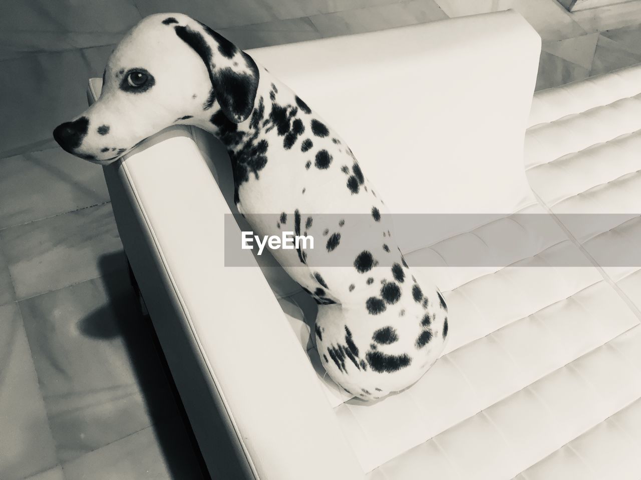 HIGH ANGLE VIEW OF DOG SITTING ON FLOOR