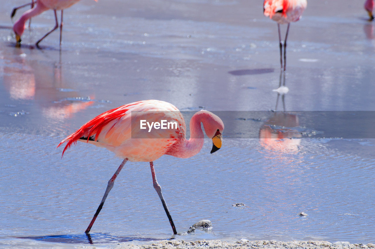 flamingo, bird, animal themes, animal, water, animal wildlife, wildlife, water bird, pink, nature, reflection, group of animals, sea, beak, wading, no people, travel destinations, beauty in nature, freshwater bird, beach, day, full length, standing, outdoors, animal body part