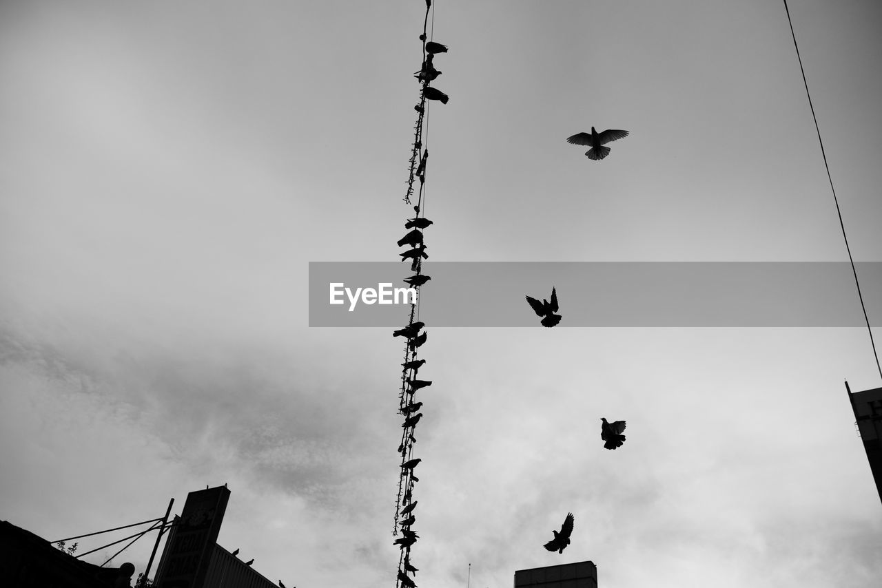 Low angle view of birds against sky