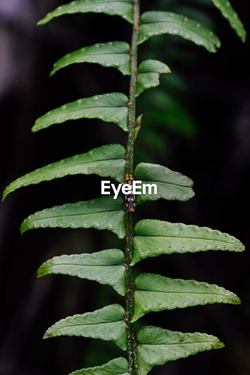 plant, leaf, ferns and horsetails, plant part, fern, green, nature, tree, close-up, flower, growth, plant stem, beauty in nature, no people, outdoors, branch, macro photography, food and drink, healthcare and medicine, environment, food, focus on foreground, botany, freshness, tropical climate, medicine, land