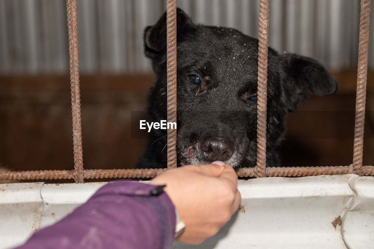 Homeless dog in a cage at a shelter. homeless dog behind the bars looks with huge sad eyes