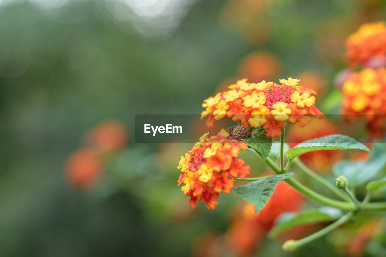 CLOSE-UP OF ORANGE FLOWER