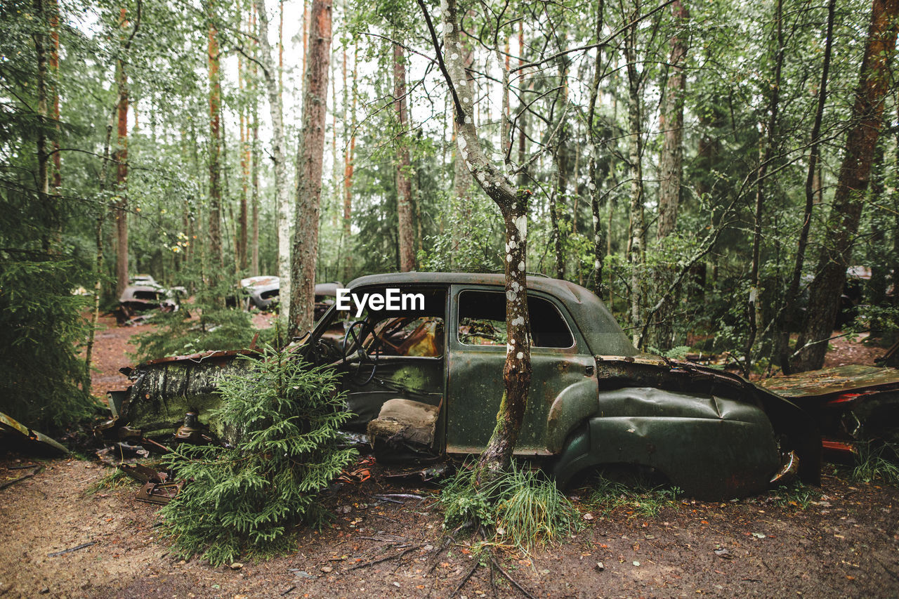 Abandoned car in forest