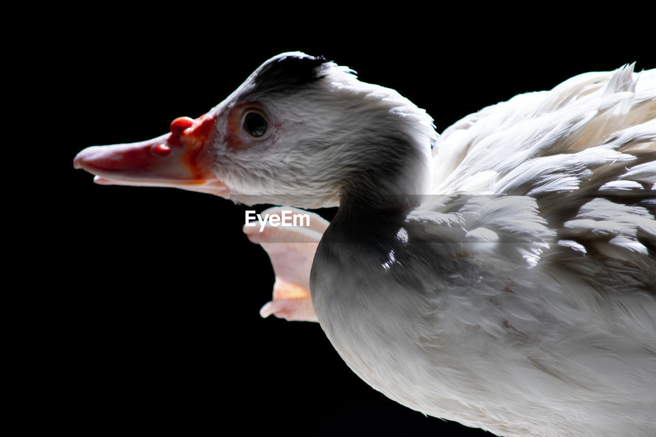 CLOSE-UP OF WHITE BIRD AGAINST BLACK BACKGROUND