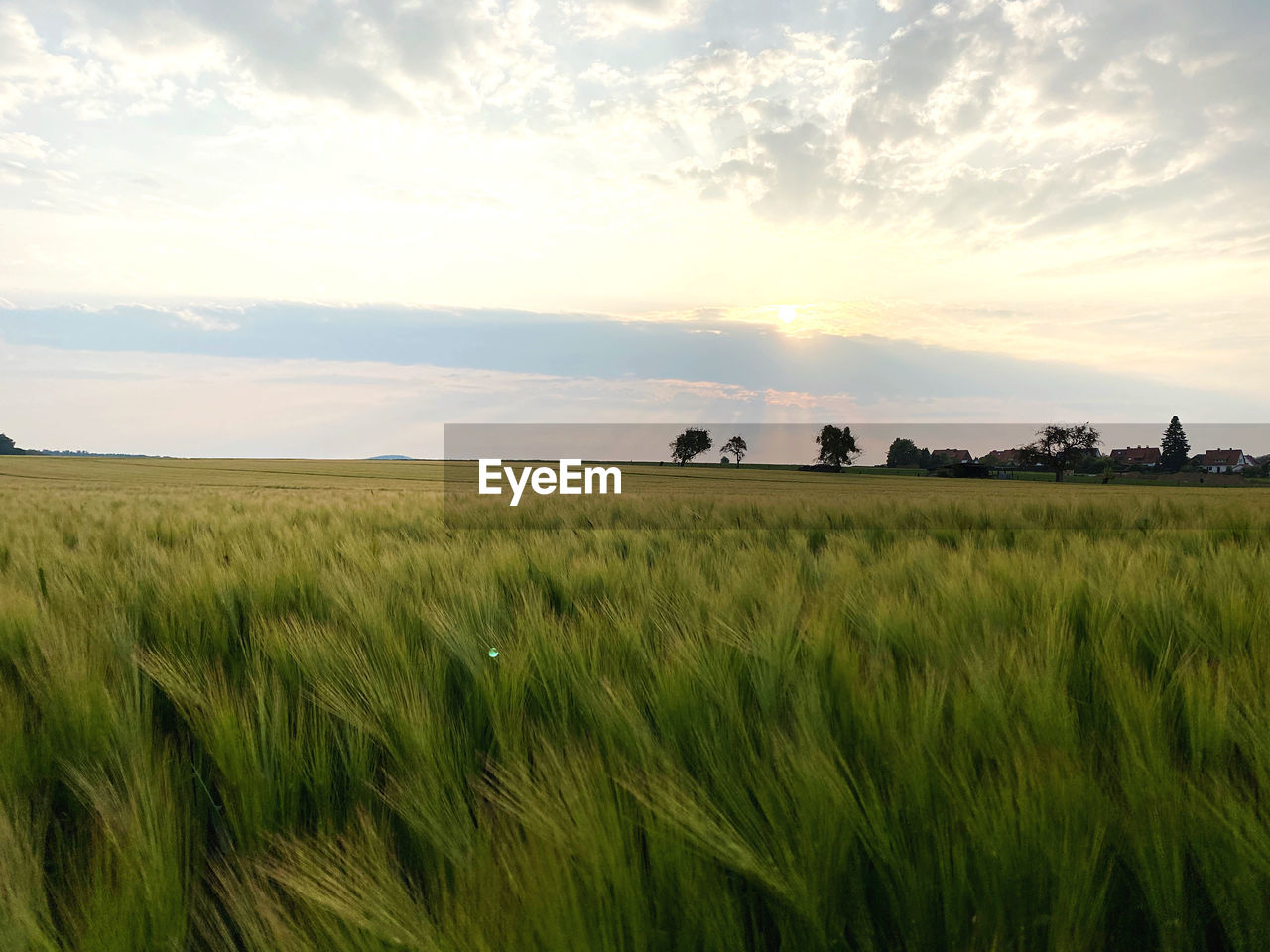 landscape, field, sky, environment, plant, land, agriculture, horizon, rural scene, cloud, nature, cereal plant, grass, crop, plain, beauty in nature, grassland, scenics - nature, barley, prairie, sunset, growth, farm, paddy field, food, natural environment, no people, tranquility, wheat, meadow, rural area, outdoors, tranquil scene, green, summer, sunlight, environmental conservation, steppe, food and drink, non-urban scene, dusk, horizon over land, idyllic, pasture, sun, social issues, cloudscape, urban skyline, tree, travel, architecture, corn, day